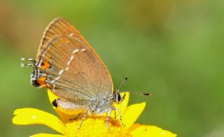 Minik Sevbeni (Satyrium acaciae)