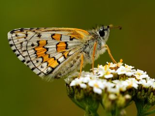 Sarbandl Zpzp (Pyrgus sidae)