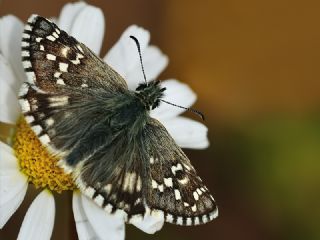 spanyol Zpzp (Pyrgus armoricanus)