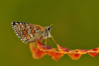 Sarbandl Zpzp (Pyrgus sidae)