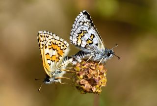 Sar Bandl Zpzp (Pyrgus sidae)
