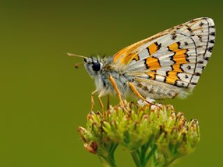 Sarbandl Zpzp (Pyrgus sidae)