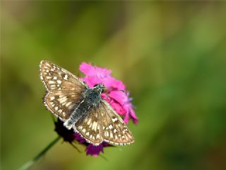 Sar Bandl Zpzp (Pyrgus sidae)
