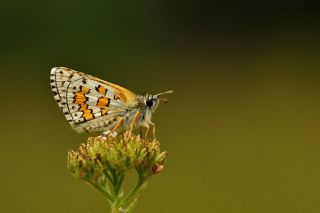 Sarbandl Zpzp (Pyrgus sidae)