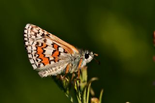 Sarbandl Zpzp (Pyrgus sidae)