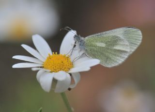 Doulu Narin Orman Beyaz (Leptidea duponcheli)