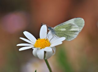 Doulu Narin Orman Beyaz (Leptidea duponcheli)