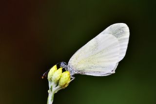 Doulu Narin Orman Beyaz (Leptidea duponcheli)