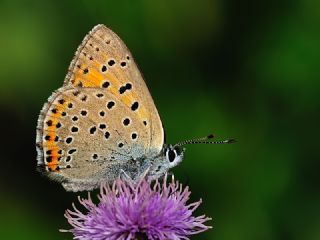 Ate Bakr Gzeli (Lycaena candens)