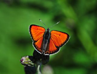 Ate Bakr Gzeli (Lycaena candens)