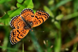 Trkistan parhan (Melitaea arduinna)