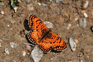 Trkistan parhan (Melitaea arduinna)