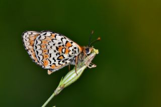 Trkistan parhan (Melitaea arduinna)