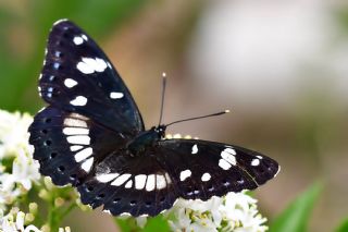 Akdeniz Hanmeli Kelebei (Limenitis reducta)