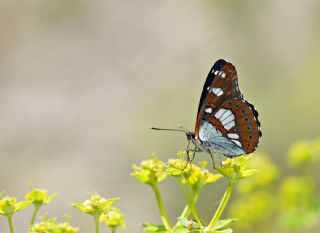 Akdeniz Hanmeli Kelebei (Limenitis reducta)