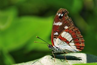 Akdeniz Hanmeli Kelebei (Limenitis reducta)