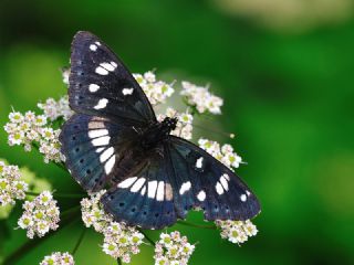 Akdeniz Hanmeli Kelebei (Limenitis reducta)