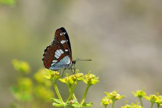 Akdeniz Hanmeli Kelebei (Limenitis reducta)