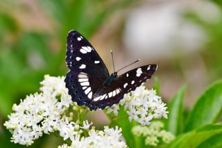 Akdeniz Hanmeli Kelebei (Limenitis reducta)