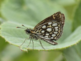 Beyaz Benekli Zpzp (Heteropterus morpheus)