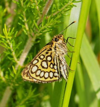 Beyaz Benekli Zpzp (Heteropterus morpheus)