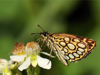 Beyaz Benekli Zpzp (Heteropterus morpheus)