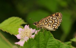 Beyaz Benekli Zpzp (Heteropterus morpheus)