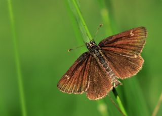 Beyaz Benekli Zpzp (Heteropterus morpheus)