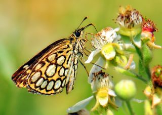 Beyaz Benekli Zpzp (Heteropterus morpheus)