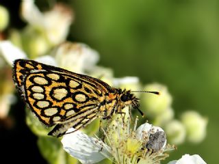 Beyaz Benekli Zpzp (Heteropterus morpheus)