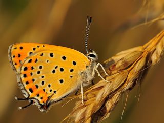 Kk Ate Gzeli (Lycaena thersamon)