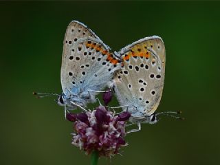 Byk Mor Bakr Gzeli (Lycaena alciphron)