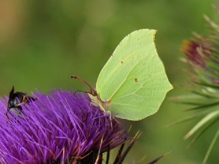 Orakkanat (Gonepteryx rhamni)