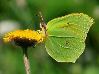 Orakkanat (Gonepteryx rhamni)