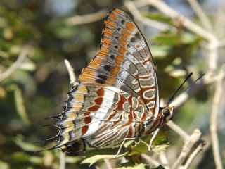 ift Kuyruklu Paa (Charaxes jasius )