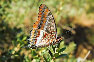 ift Kuyruklu Paa (Charaxes jasius )