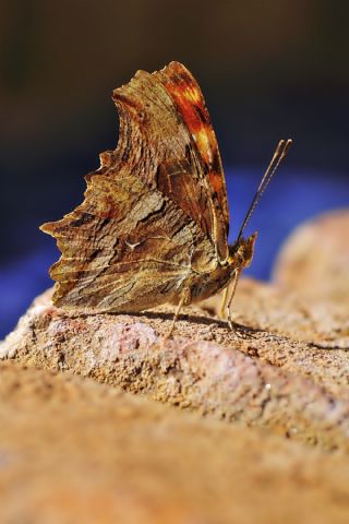Anadolu Yrtkprt (Inachis egea)