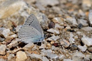 Anadolu Devmavisi (Glaucopsyche lessei)