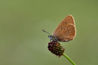 Esmer Korubeni (Phengaris nausithous)