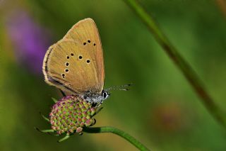 Esmer Korubeni (Phengaris nausithous)