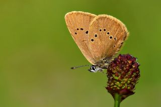 Esmer Korubeni (Phengaris nausithous)