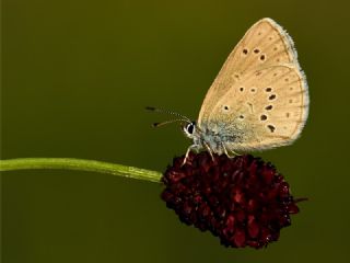 Esmer Korubeni (Phengaris nausithous)