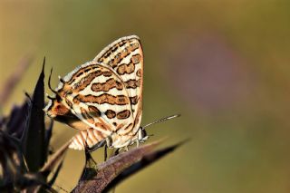 eytanck (Cigaritis acamas)