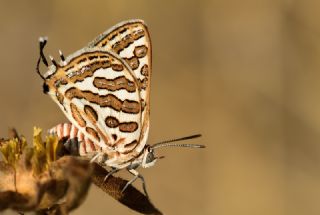 eytanck (Cigaritis acamas)