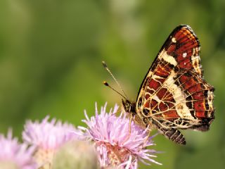 Isrgan Kelebei (Araschnia levana)