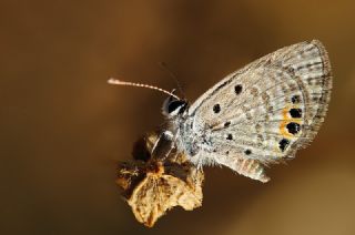 Mcevher Kelebei (Chilades trochylus)