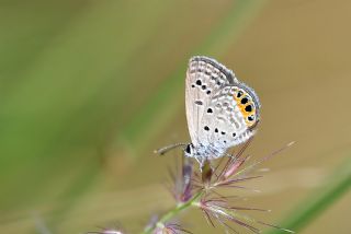 Mcevher Kelebei (Chilades trochylus)