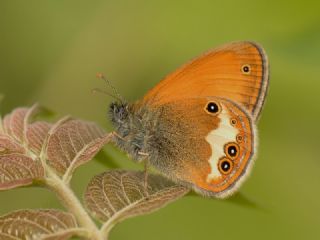 Funda Zpzp Perisi (Coenonympha arcania)