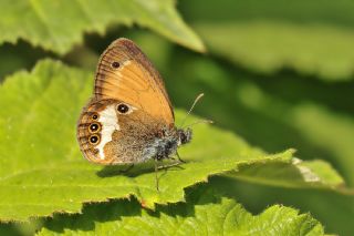 Funda Zpzp Perisi (Coenonympha arcania)