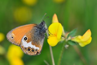 Funda Zpzp Perisi (Coenonympha arcania)